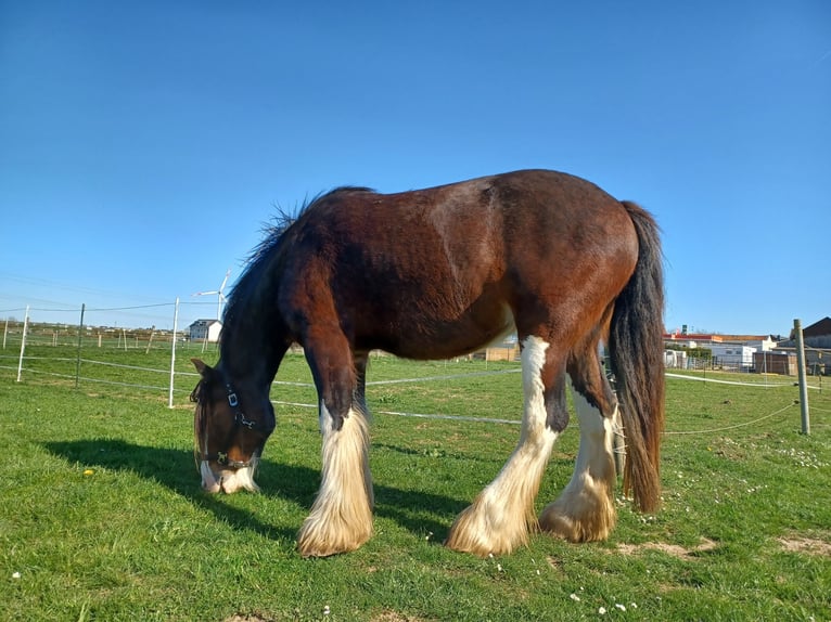 Shire / Shire Horse Giumenta 5 Anni 184 cm Baio in Düren