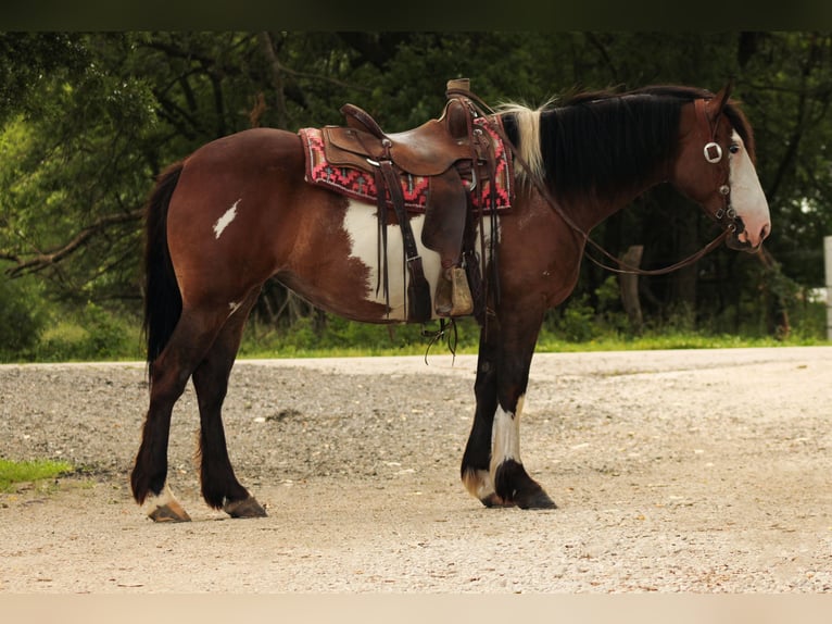 Shire / Shire Horse Mix Giumenta 5 Anni Pezzato in Baxter Springs
