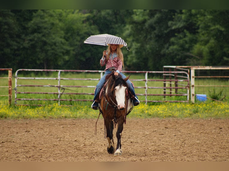 Shire / Shire Horse Mix Giumenta 5 Anni Pezzato in Baxter Springs