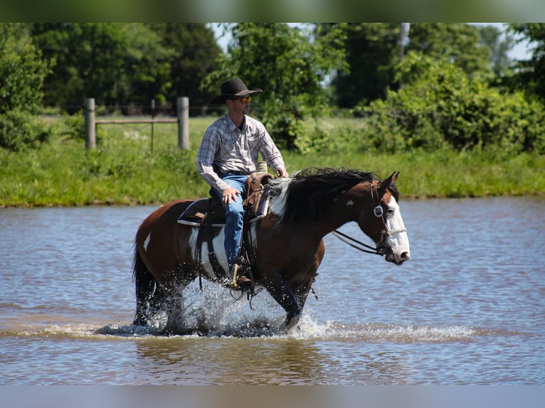 Shire / Shire Horse Mix Giumenta 5 Anni Pezzato in Baxter Springs
