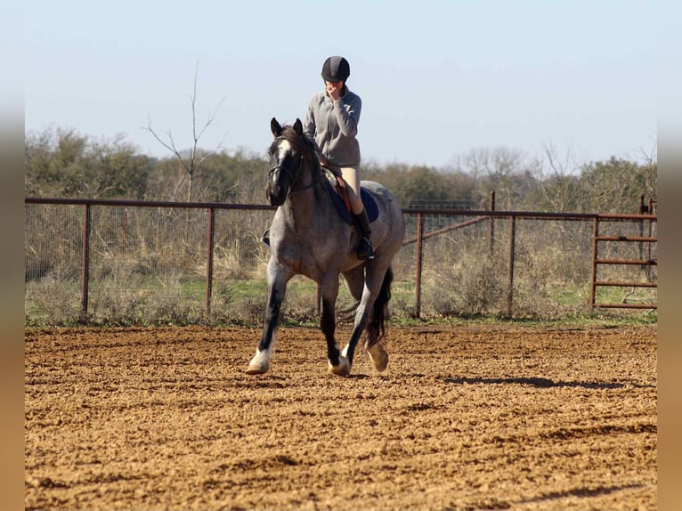 Shire / Shire Horse Giumenta 6 Anni 157 cm Roano blu in stephenville TX