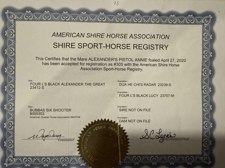 Shire / Shire Horse Giumenta 6 Anni 157 cm Roano blu in stephenville TX