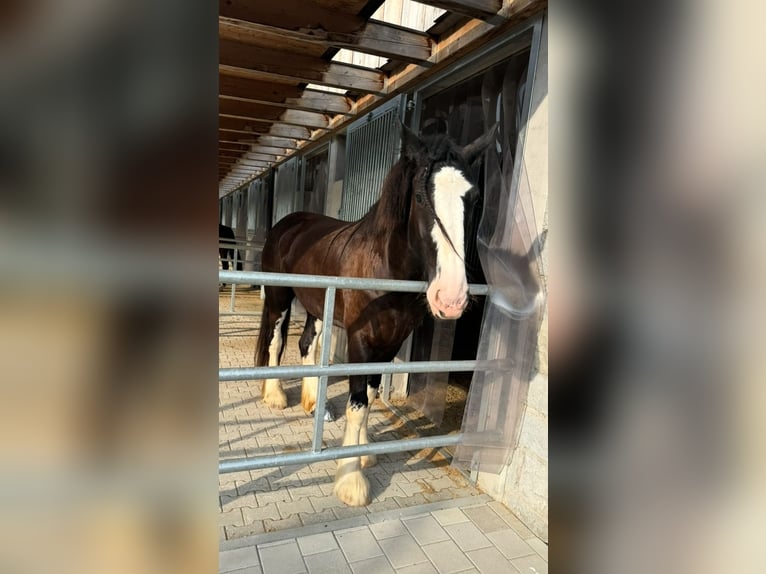 Shire / Shire Horse Giumenta 6 Anni 180 cm Morello in Passau
