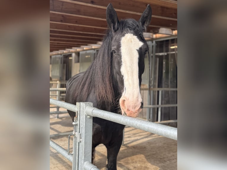 Shire / Shire Horse Giumenta 6 Anni 180 cm Morello in Passau