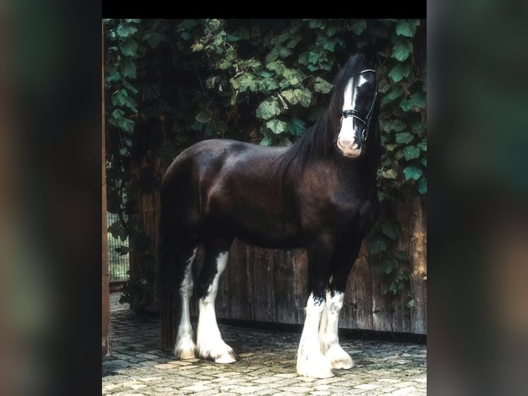 Shire / Shire Horse Giumenta 6 Anni 180 cm Morello in Passau