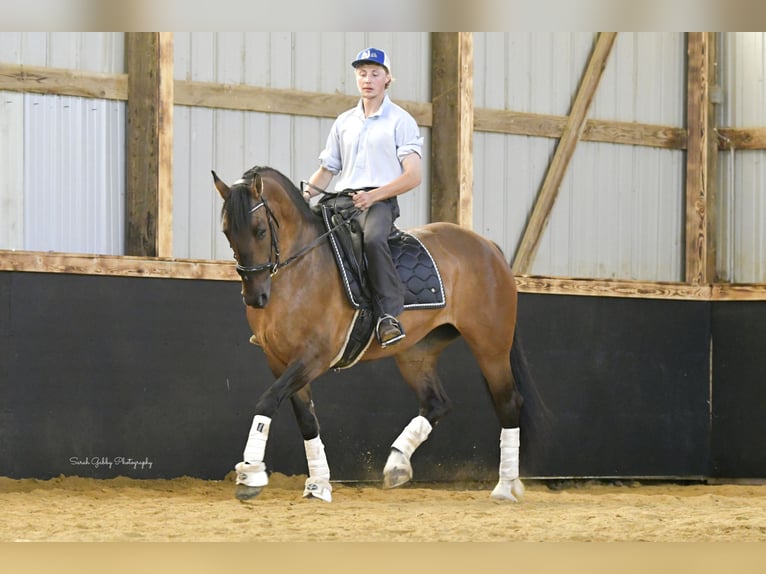 Shire / Shire Horse Mix Giumenta 6 Anni Falbo in Oelwein