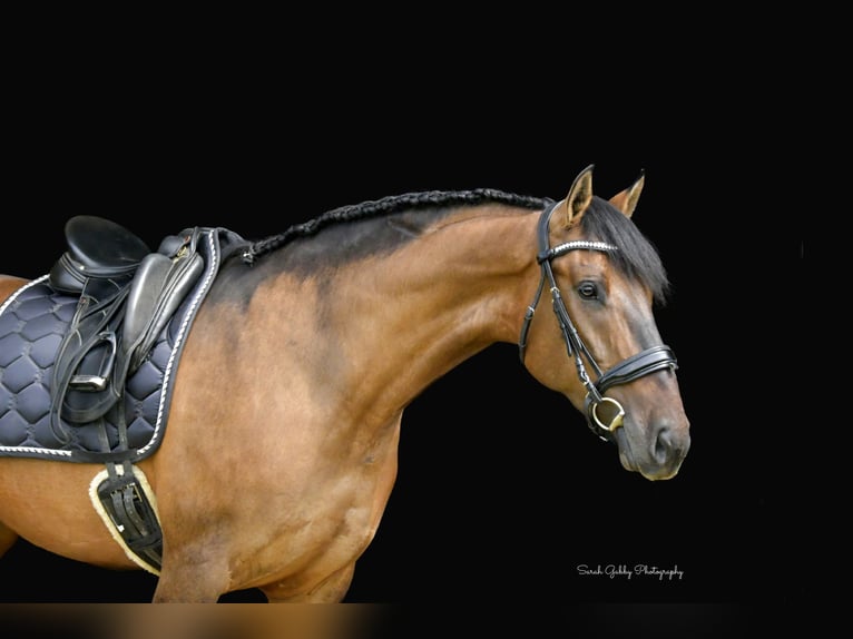 Shire / Shire Horse Mix Giumenta 6 Anni Falbo in Oelwein