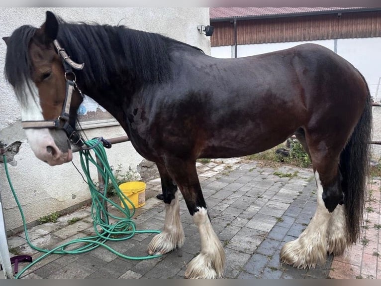 Shire / Shire Horse Giumenta 7 Anni 170 cm Baio in Biberach an der Riß Bergerhausen