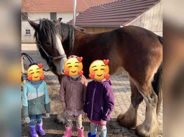 Shire / Shire Horse Giumenta 7 Anni 170 cm Baio in Biberach an der Riß Bergerhausen