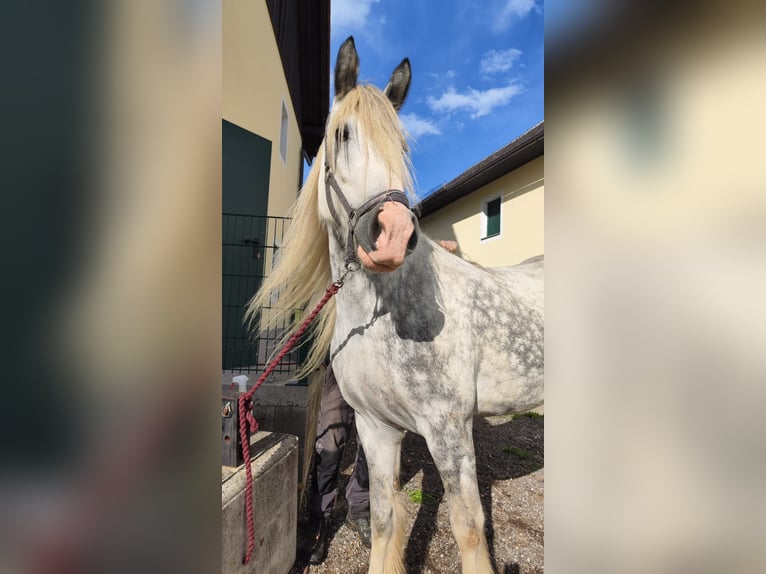 Shire / Shire Horse Giumenta 7 Anni 171 cm Grigio in Ried im Innkreis