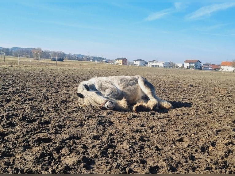 Shire / Shire Horse Giumenta 8 Anni 171 cm Grigio in Ried im Innkreis