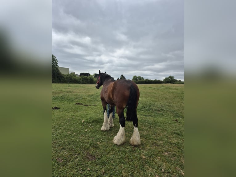 Shire / Shire Horse Giumenta 9 Anni 183 cm Baio ciliegia in Leicester