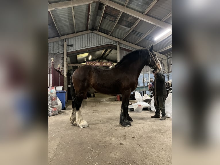 Shire / Shire Horse Giumenta 9 Anni 193 cm Baio ciliegia in York