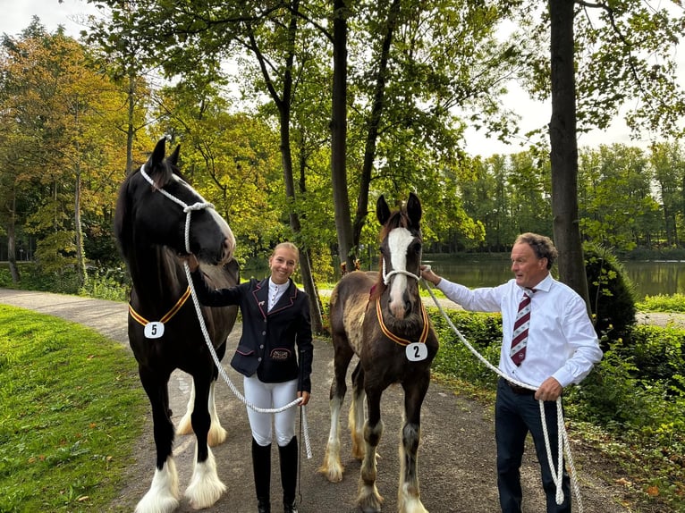 Shire / Shire Horse Giumenta Puledri (01/2026) 180 cm Morello in Erp