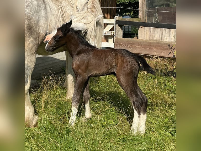 Shire / Shire Horse Giumenta Puledri (08/2026) 185 cm Grigio in Langenhorn