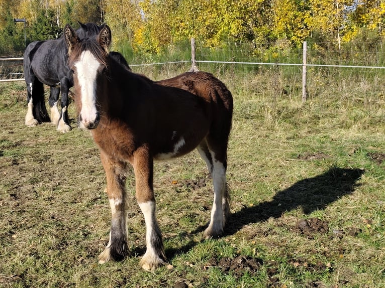 Shire / Shire Horse Giumenta Puledri (01/2026)  in Warzenko