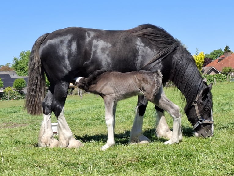 Shire / Shire Horse Giumenta Puledri (05/2025) Morello in Oldenzaal Shire / Shire Horse Giumenta Puledri (05/2025) Morello in Oldenzaal
