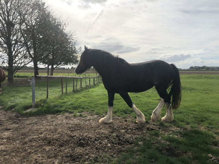 Shire / Shire Horse Giumenta Puledri (05/2026) Morello in Haselau