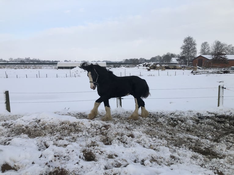 Shire / Shire Horse Giumenta Puledri (05/2026) Morello in Haselau