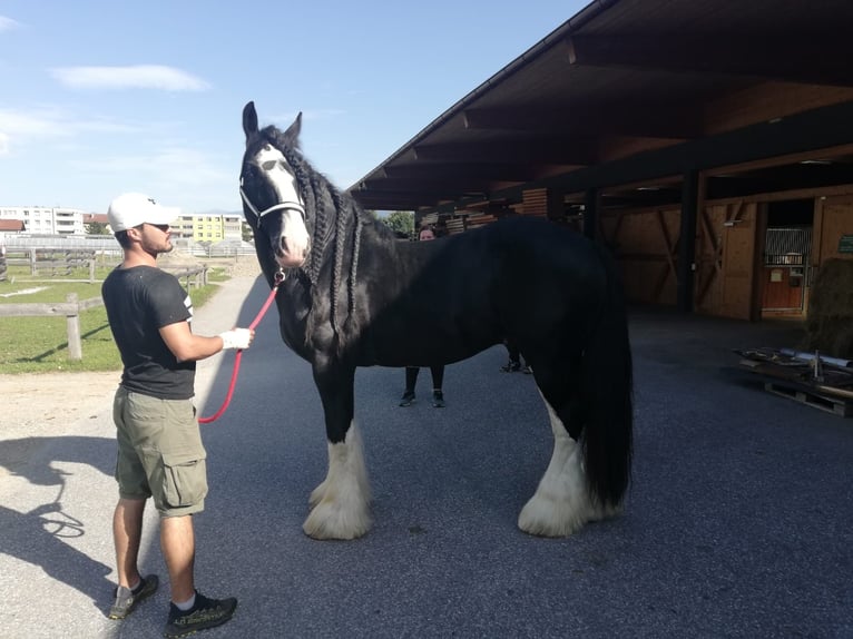 Shire / Shire Horse Stallone 18 Anni 185 cm Morello in Ried im Innkreis