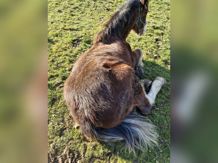 Shire / Shire Horse Stallone 1 Anno 164 cm Baio ciliegia in Confolens