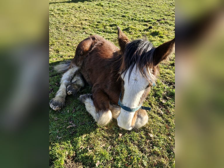 Shire / Shire Horse Stallone 1 Anno 164 cm Baio ciliegia in Confolens