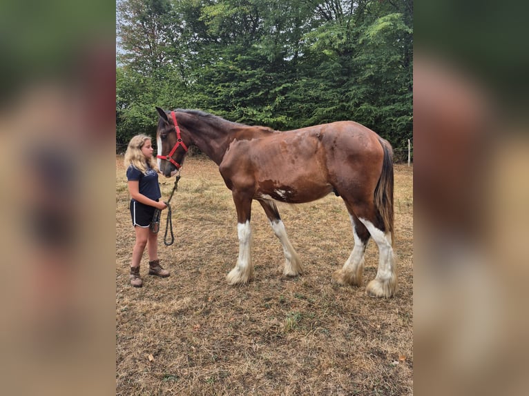 Shire / Shire Horse Stallone 1 Anno 164 cm Baio ciliegia in Confolens