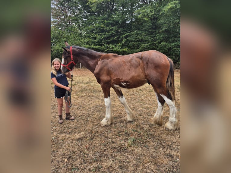 Shire / Shire Horse Stallone 1 Anno 164 cm Baio ciliegia in Confolens
