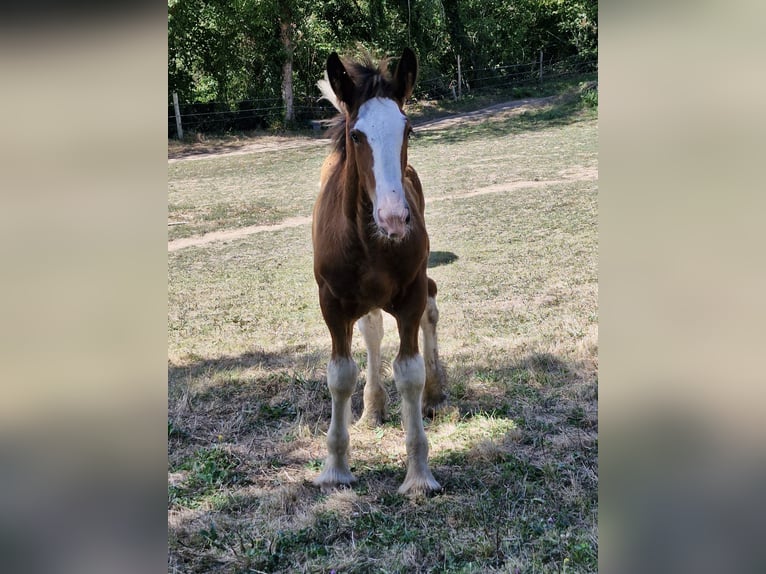 Shire / Shire Horse Stallone 1 Anno 164 cm Baio ciliegia in Confolens