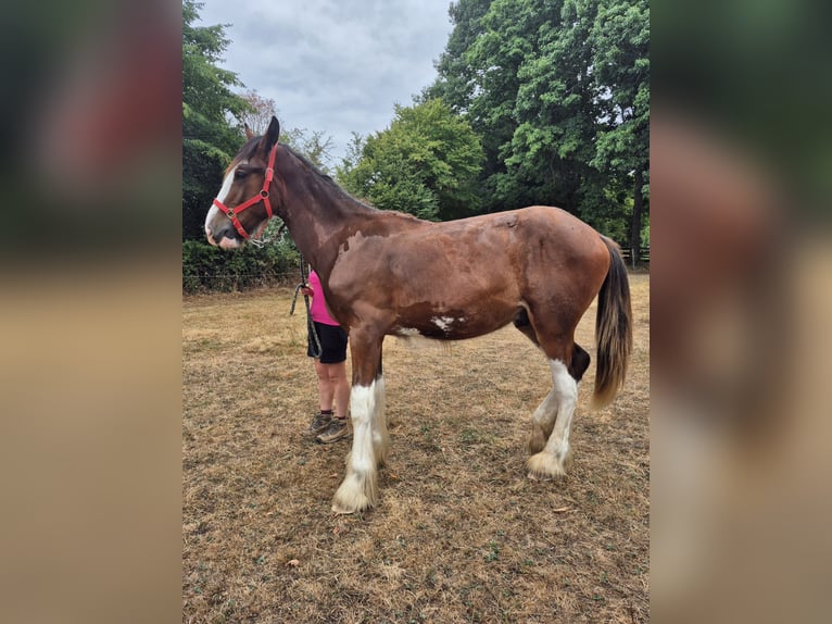 Shire / Shire Horse Stallone 1 Anno 164 cm Baio ciliegia in Confolens