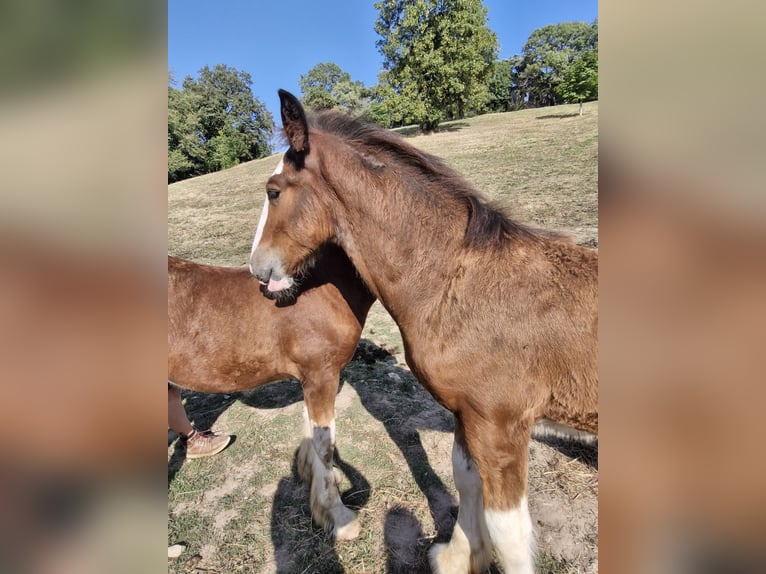 Shire / Shire Horse Stallone 1 Anno 164 cm Baio ciliegia in Confolens