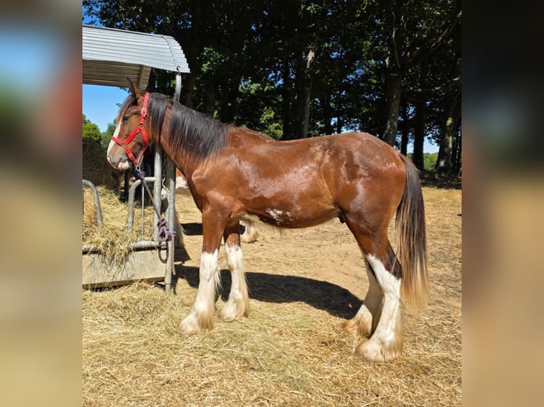 Shire / Shire Horse Stallone 1 Anno 164 cm Baio ciliegia in Confolens