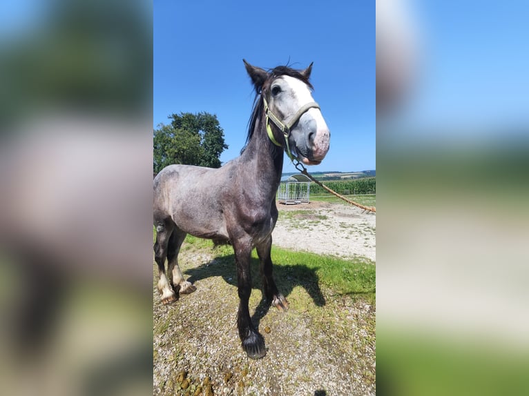 Shire / Shire Horse Stallone 1 Anno 180 cm Grigio in Ried im Innkreis