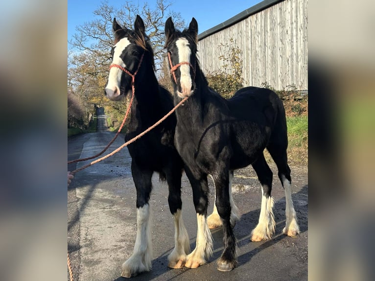 Shire / Shire Horse Stallone 1 Anno in whitegate