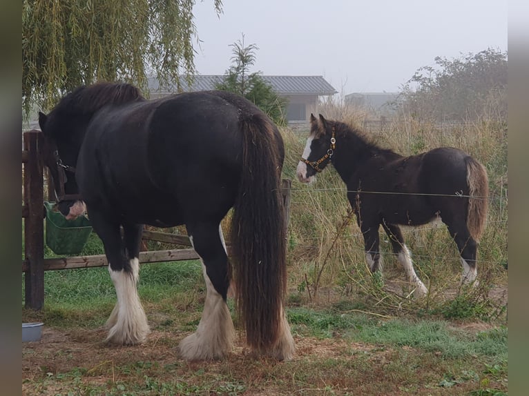Shire / Shire Horse Stallone 1 Anno Morello in Sint-Annaland