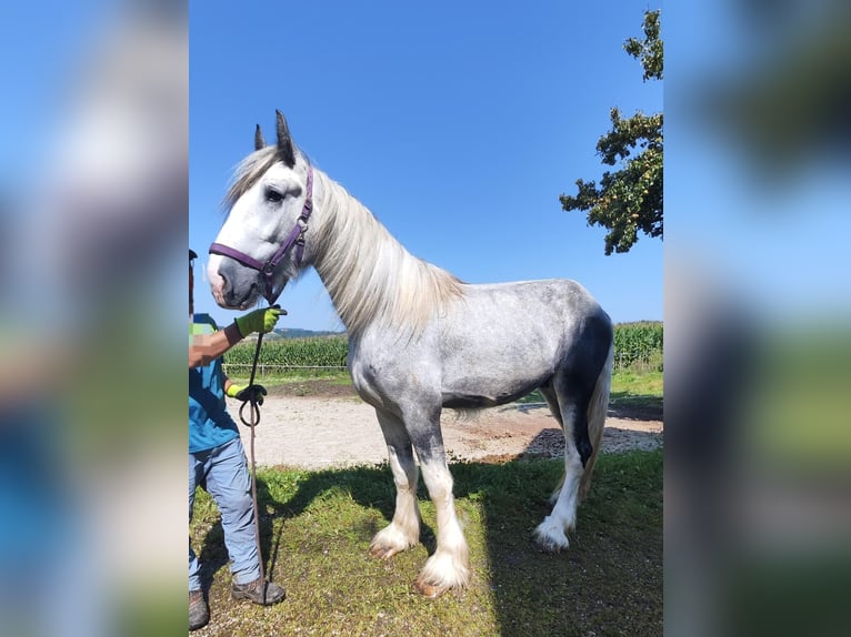 Shire / Shire Horse Stallone 3 Anni 180 cm Grigio in Ried im Innkreis Shire / Shire Horse Stallone 3 Anni 180 cm Grigio in Ried im Innkreis