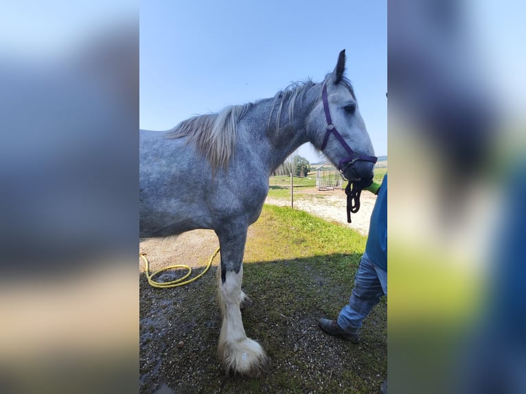 Shire / Shire Horse Stallone 3 Anni 180 cm Grigio in Ried im Innkreis Shire / Shire Horse Stallone 3 Anni 180 cm Grigio in Ried im Innkreis