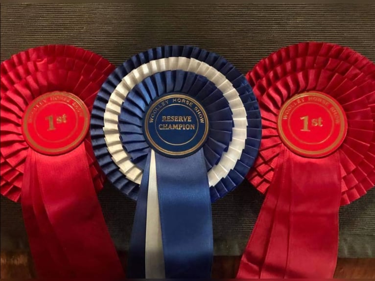 Shire / Shire Horse Stallone 7 Anni 180 cm Morello in Kolberg