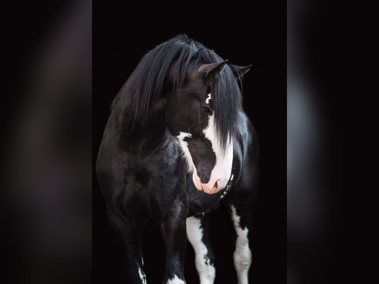 Shire / Shire Horse Stallone 7 Anni in Kolberg