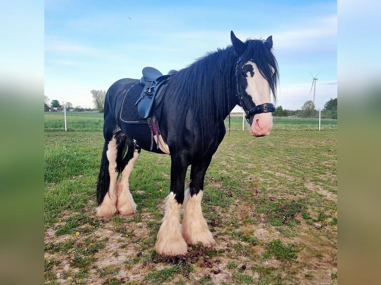 Shire / Shire Horse Stallone 7 Anni in Kolberg