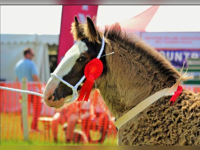 Shire / Shire Horse Stallone 8 Anni Morello in Kolberg