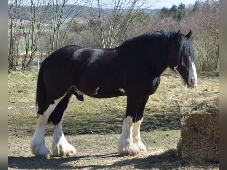 Shire / Shire Horse Stallone 8 Anni Morello in Kolberg