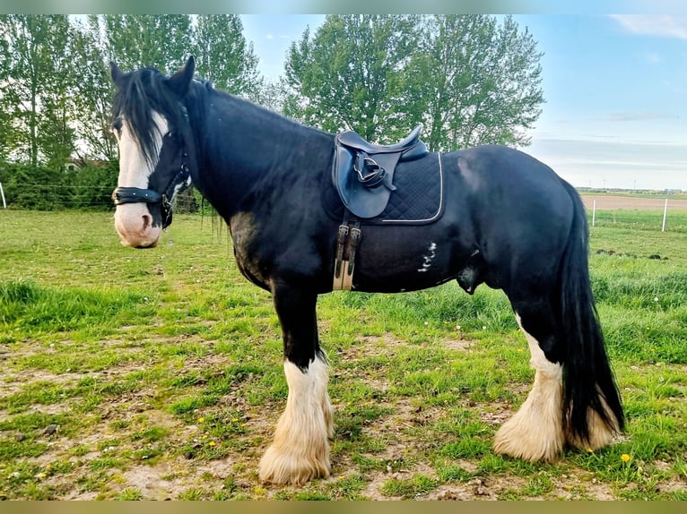 Shire / Shire Horse Stallone 8 Anni Morello in Kolberg