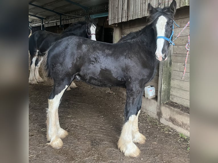 Shire / Shire Horse Stallone Morello in Taunton