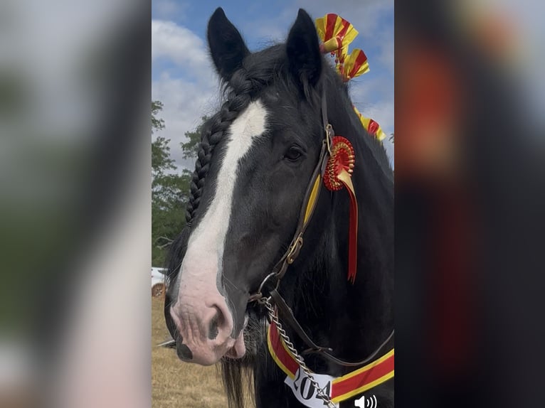 Shire / Shire Horse Stallone Morello in Taunton