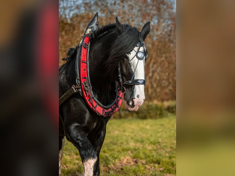 Shire / Shire Horse Stallone Morello in Ratingen