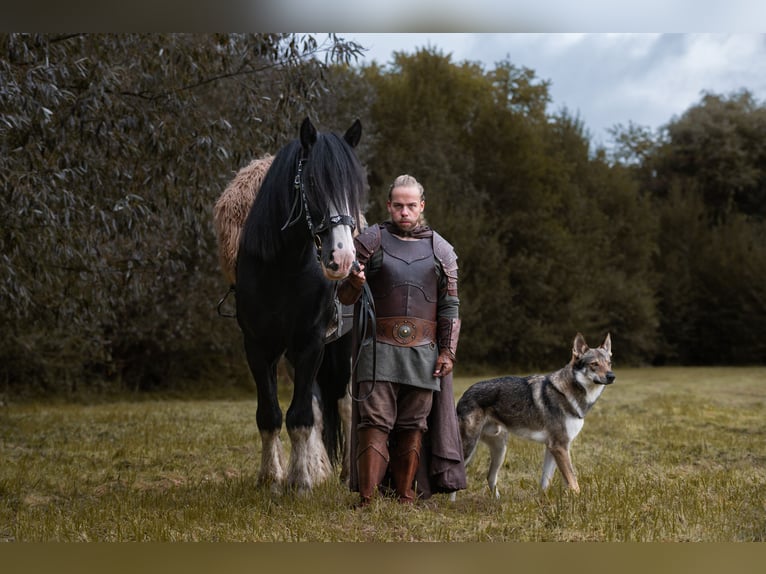 Shire / Shire Horse Stallone Morello in Ratingen