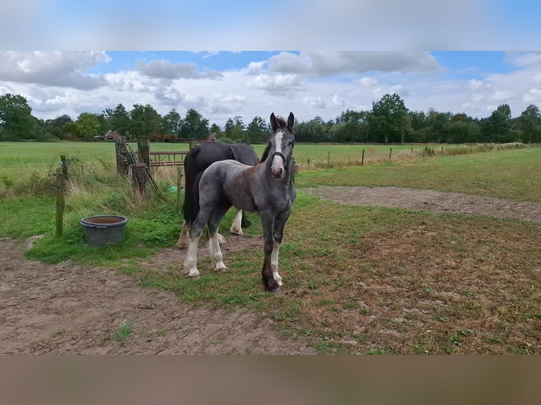 Shire / Shire Horse Stallone Puledri (05/2025) Grigio in Halle