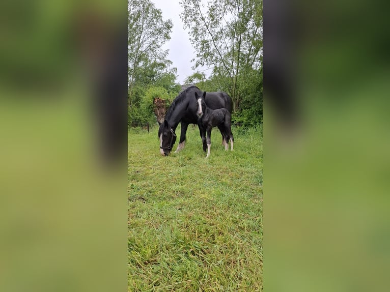 Shire / Shire Horse Stallone Puledri (05/2025) Grigio in Halle