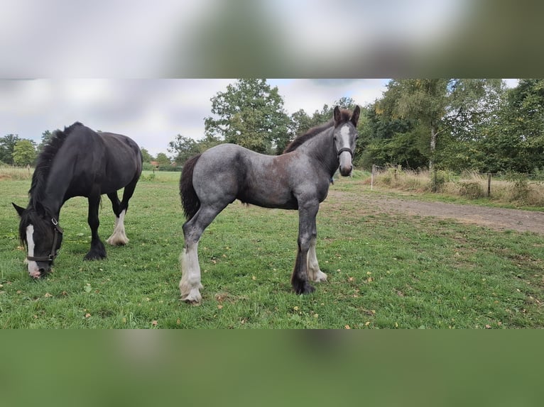 Shire / Shire Horse Stallone Puledri (05/2025) Grigio in Halle
